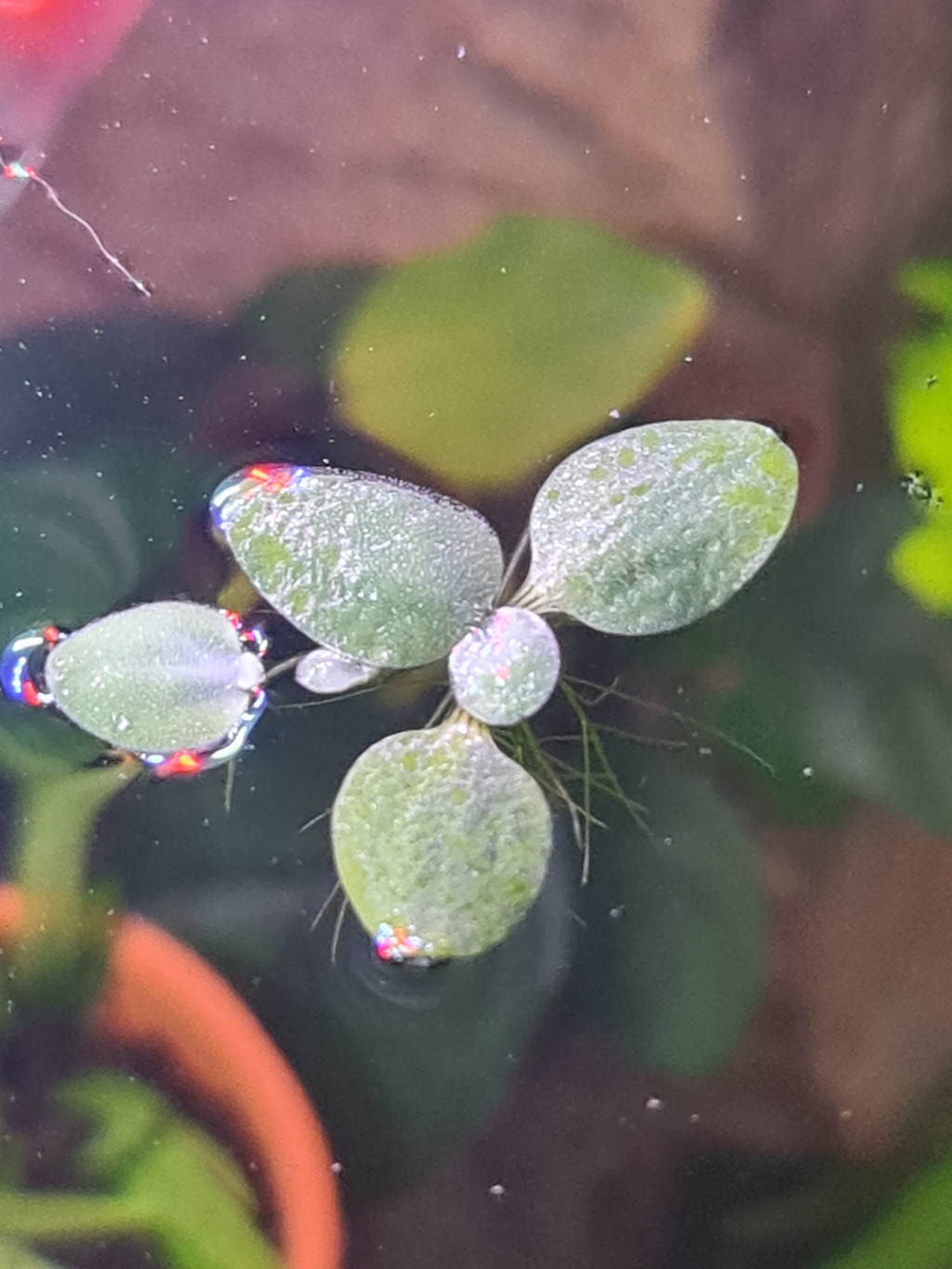 🌿 20x Dwarf Water Lettuce (Pistia stratiotes) – Live Floating Aquarium Plants 🌿