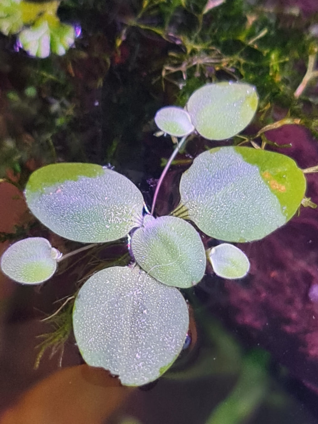 🌿 20x Dwarf Water Lettuce (Pistia stratiotes) – Live Floating Aquarium Plants 🌿