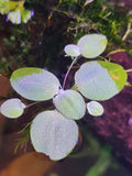 🌿 20x Dwarf Water Lettuce (Pistia stratiotes) – Live Floating Aquarium Plants 🌿