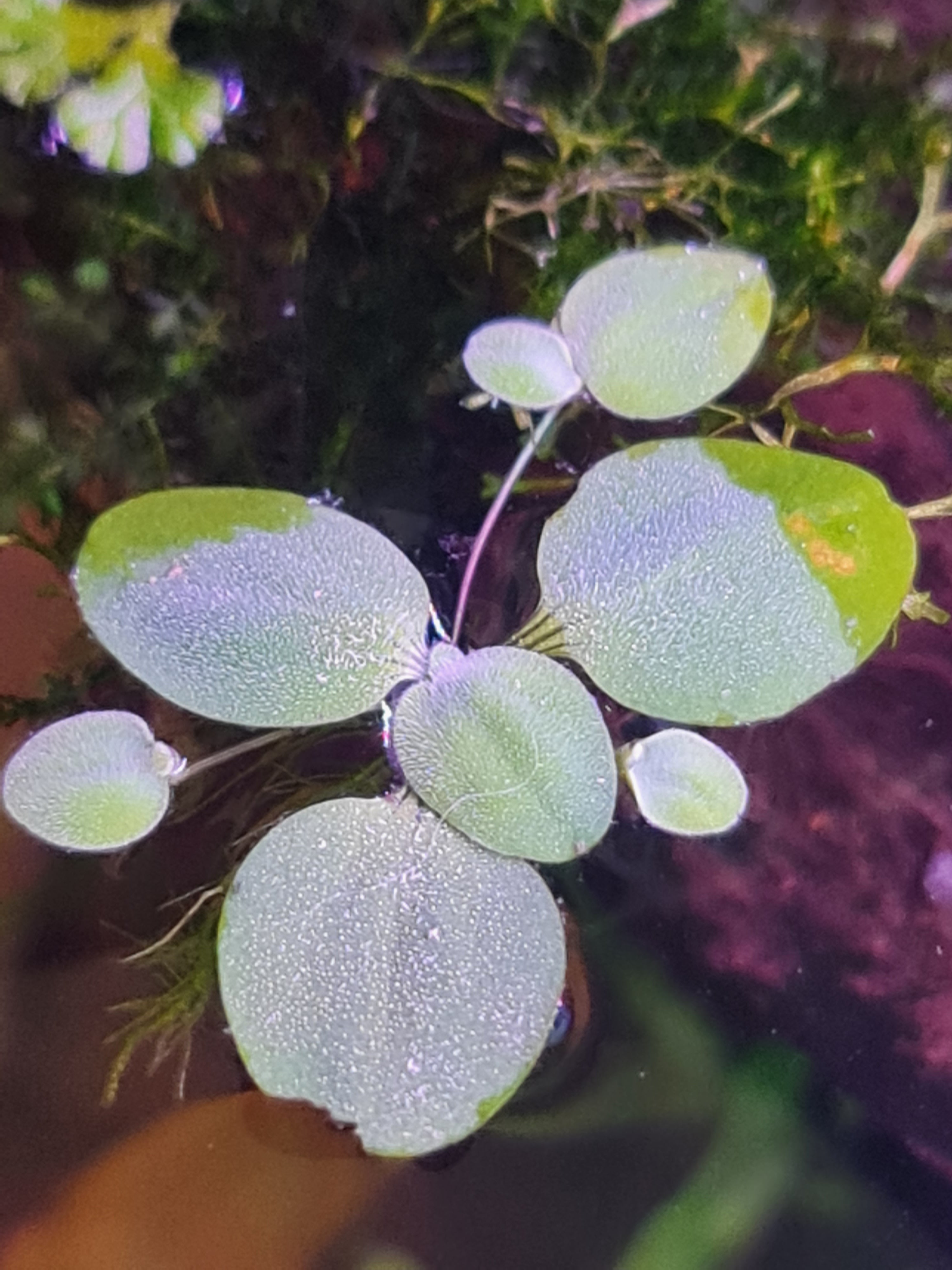 🌿 20x Dwarf Water Lettuce (Pistia stratiotes) – Live Floating Aquarium Plants 🌿