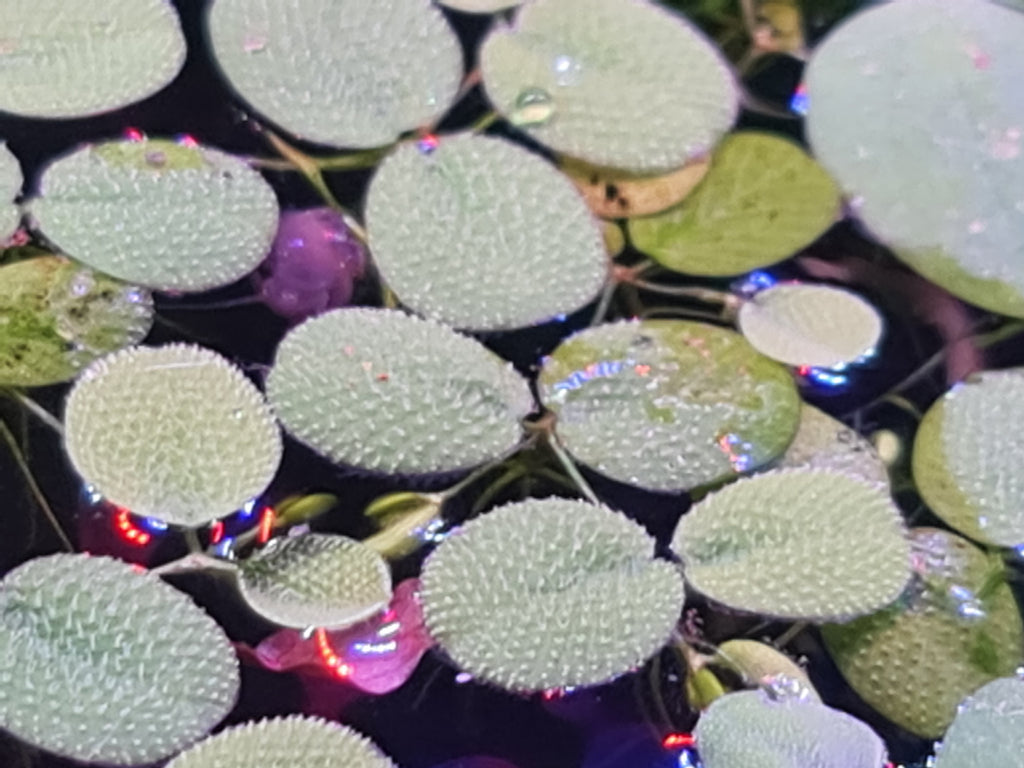 35x Salvinia Minima Water Spangles Live Floating Fish Tank Plant