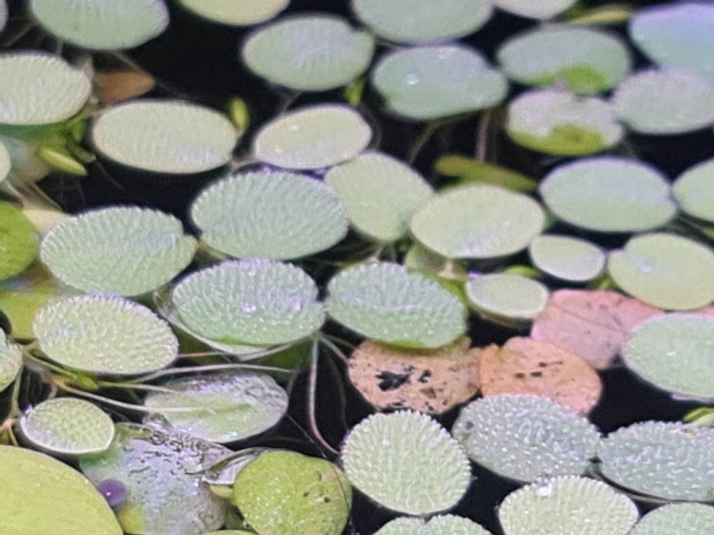 35x Salvinia Minima Water Spangles Live Floating Fish Tank Plant