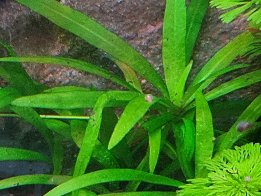 10x Dwarf sword, Helanthium bolivianum ‘Quadricostatus’ Live Aquarium Plants.
