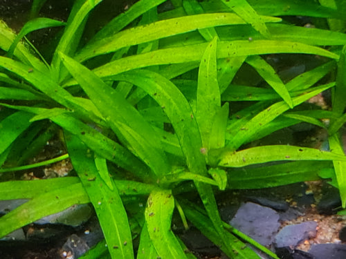 10x Dwarf sword, Helanthium bolivianum ‘Quadricostatus’ Live Aquarium Plants.