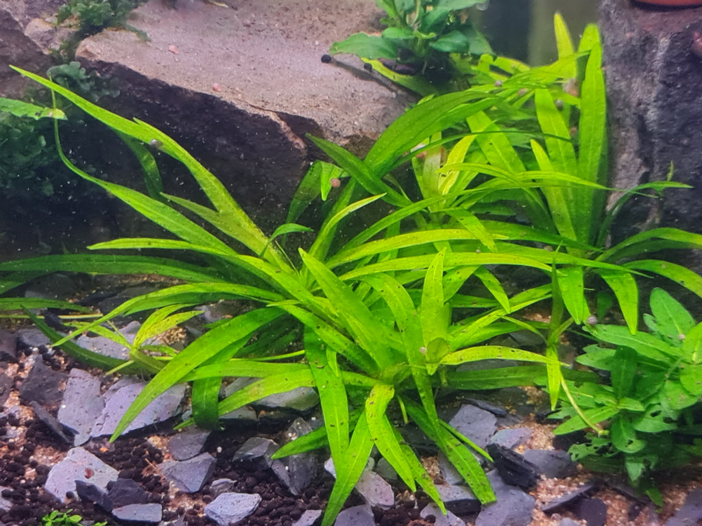 10x Dwarf sword, Helanthium bolivianum ‘Quadricostatus’ Live Aquarium Plants.