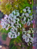10x Salvinia Cucullata Floating Plant – Live Aquarium Plants – Shrimp Safe – Fast Growing