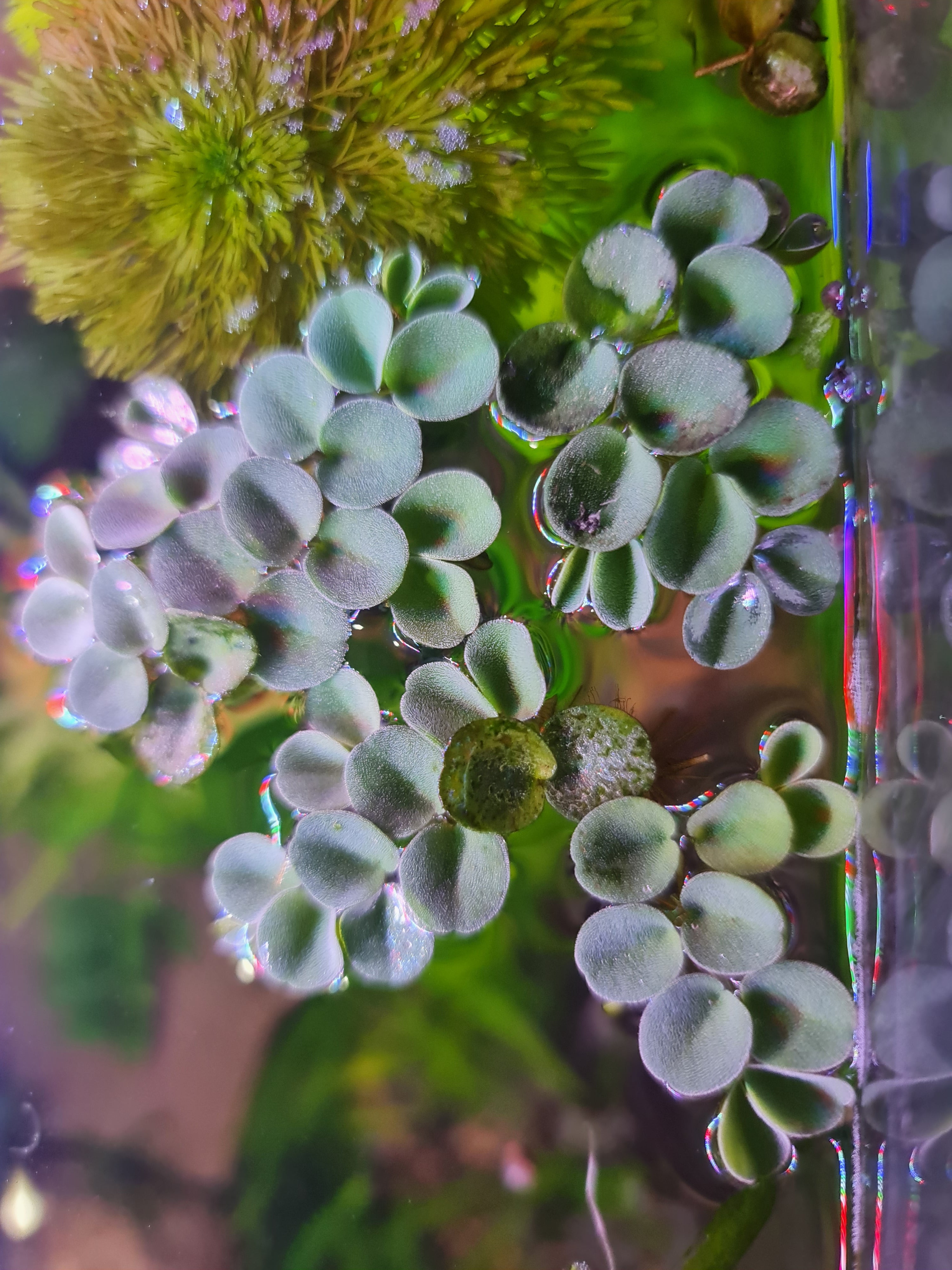 10x Salvinia Cucullata Floating Plant – Live Aquarium Plants – Shrimp Safe – Fast Growing