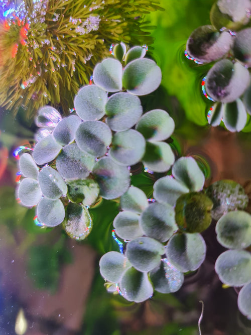 10x Salvinia Cucullata Floating Plant – Live Aquarium Plants – Shrimp Safe – Fast Growing