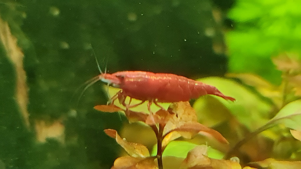 Bloody Mary Shrimp – Neocaridina – Deep Red Freshwater Shrimp