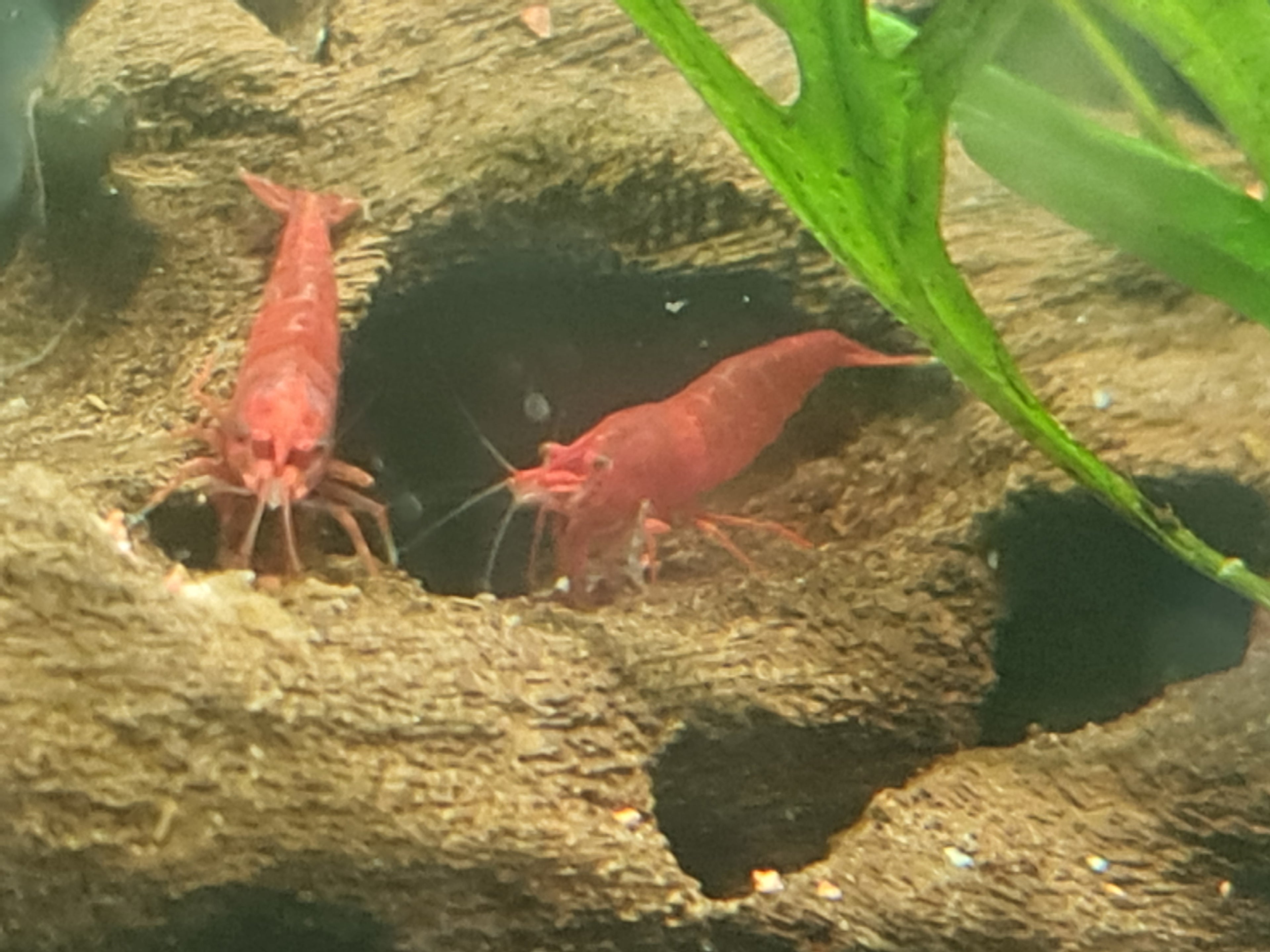 Bloody Mary Shrimp – Neocaridina – Deep Red Freshwater Shrimp